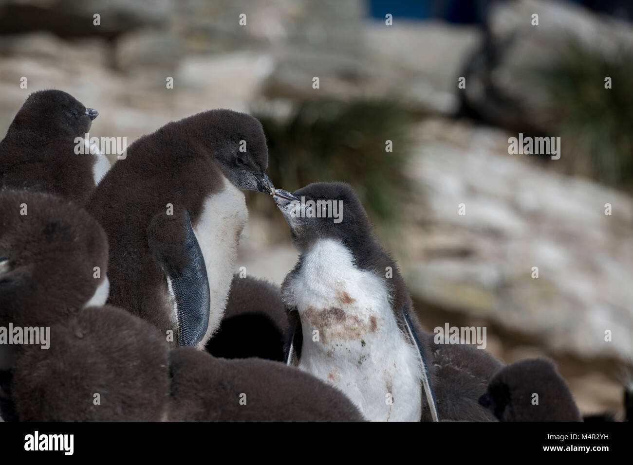 Îles Malouines, l'île Nouvelle. Rockhopper Penguin chicks (Eudyptes chrysocome) sauvage : becs de toucher. Banque D'Images