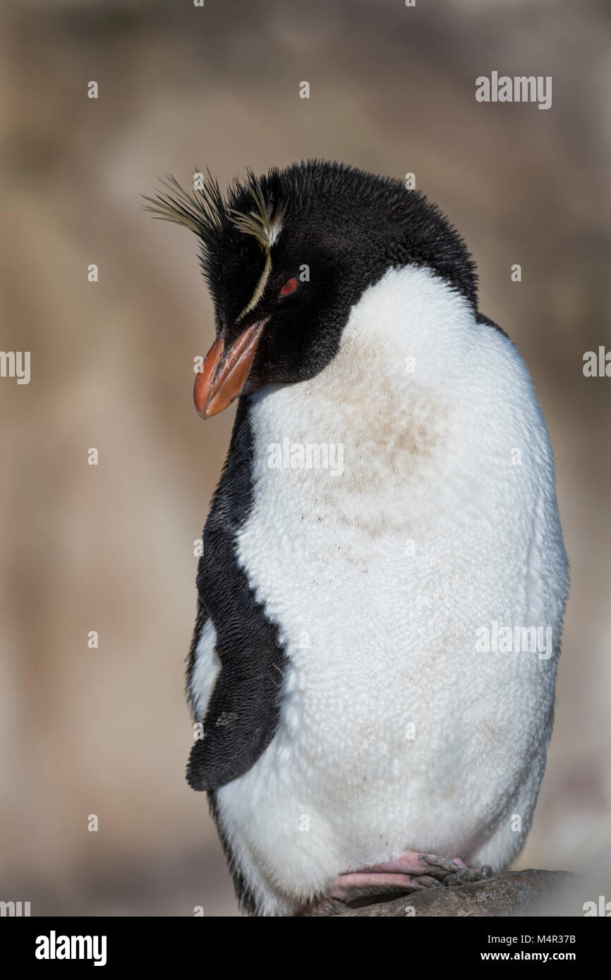 Îles Malouines, l'île Nouvelle. Des profils avec Rockhopper Penguin (Wild : Eudyptes chrysocome Rockhopper ;) Banque D'Images