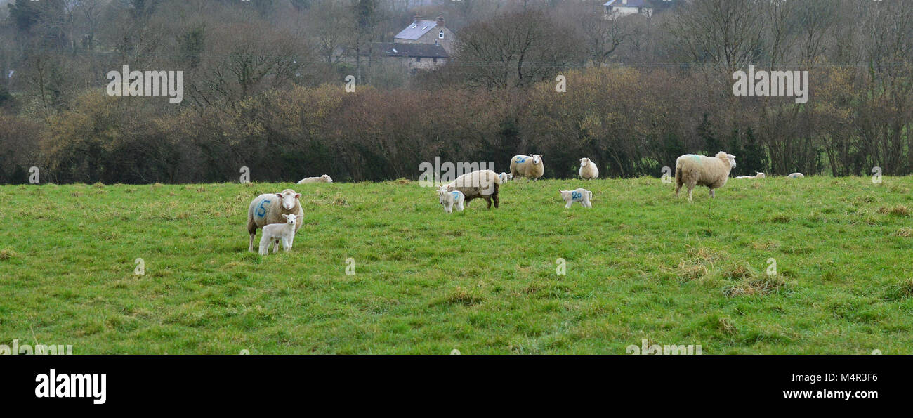 Moutons 02 Banque D'Images