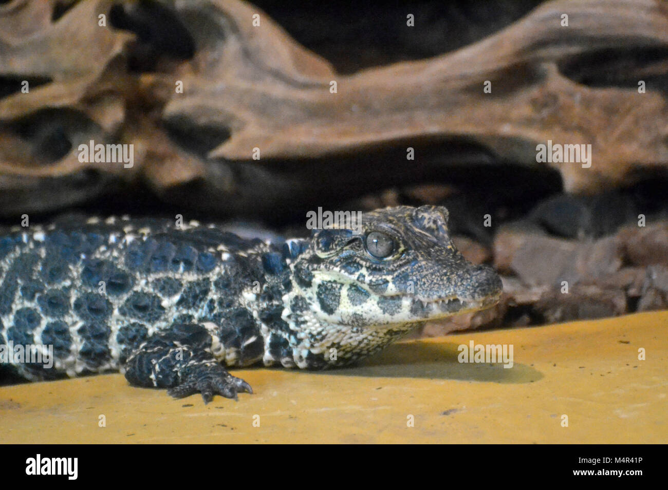 Crocodile nain d'Afrique de l'Ouest, les jeunes au zoo de Whipsnade Banque D'Images