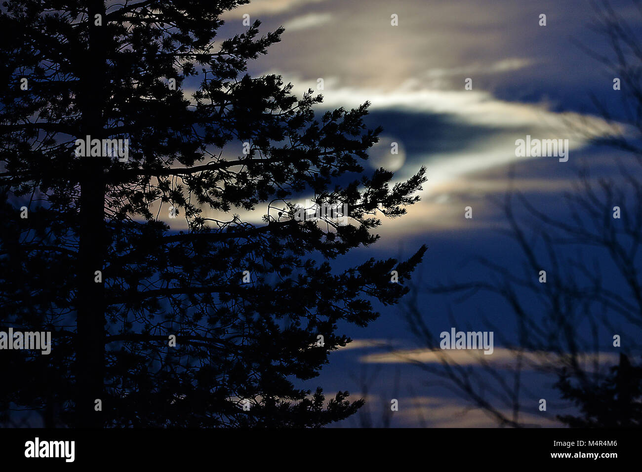 La silhouette d'un arbre contre la pleine lune qui brille derrière un ciel nuageux avec ciel bleu de nuit Banque D'Images