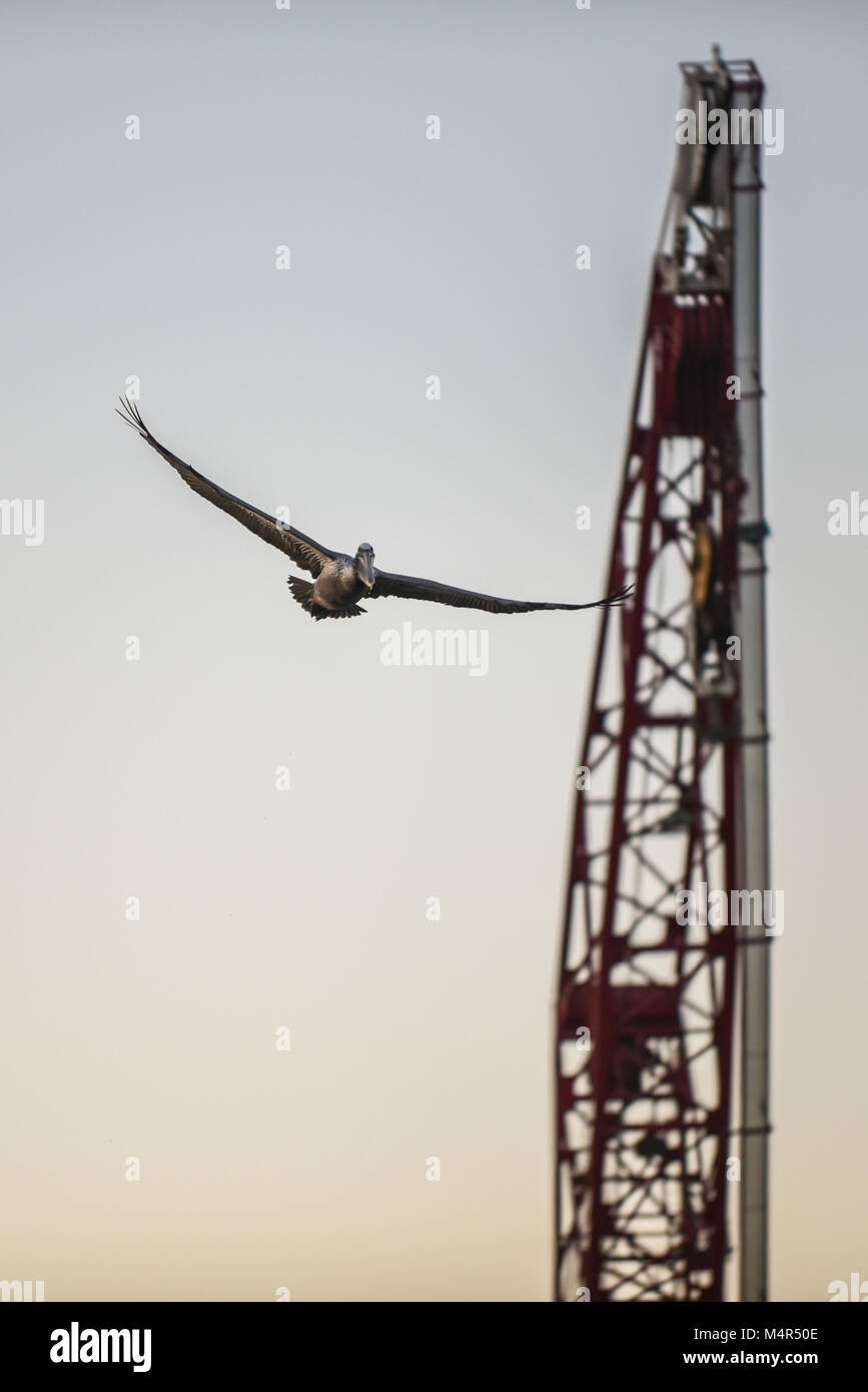 Pélican brun avec ailes déployées la flambée des cours des silhouette de grue marine à l'heure d'or. Banque D'Images