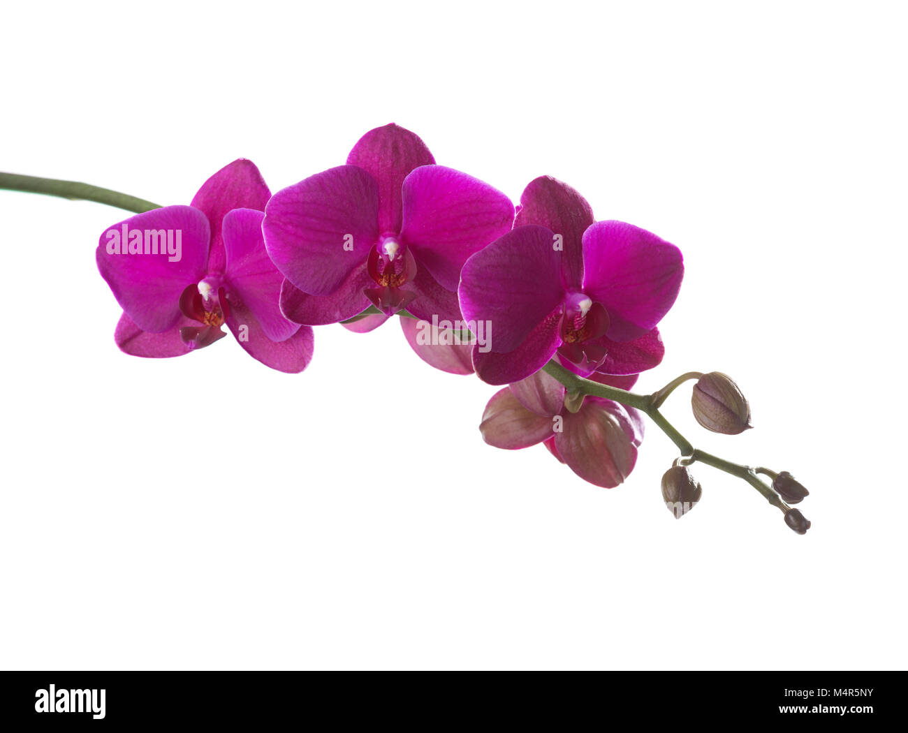 Orchidée rose foncé ted sur blanc. Banque D'Images