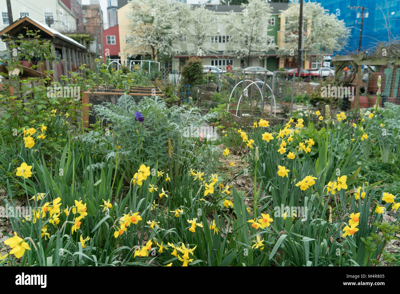 États-unis, Washington, Seattle, Cascade, quartier P-Patch jardin, Banque D'Images