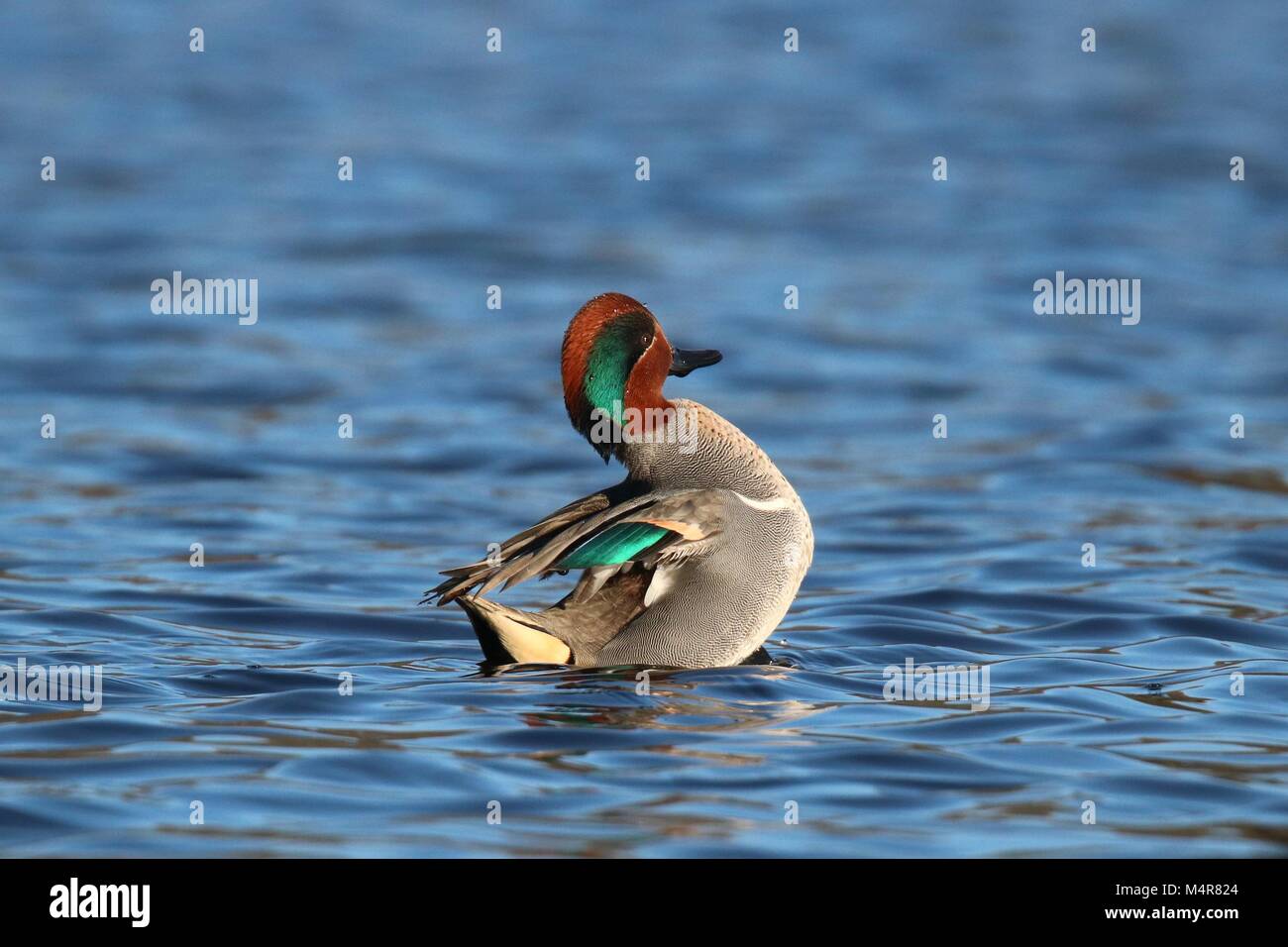 Un mâle sarcelle à ailes vertes piscine sur un étang bleu en hiver à propos de battre ses ailes Banque D'Images