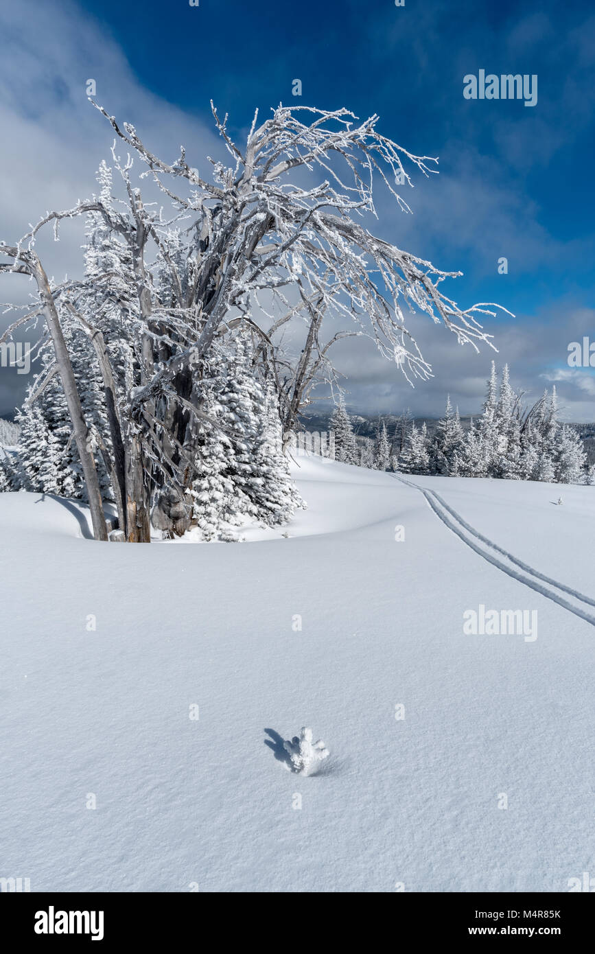 Piste de ski à Anthony Lakes Mountain Resort, dans le nord-est de l'Oregon. Banque D'Images