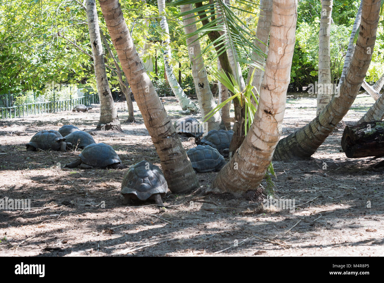 Les tortues géantes des Seychelles, Denis Island Banque D'Images