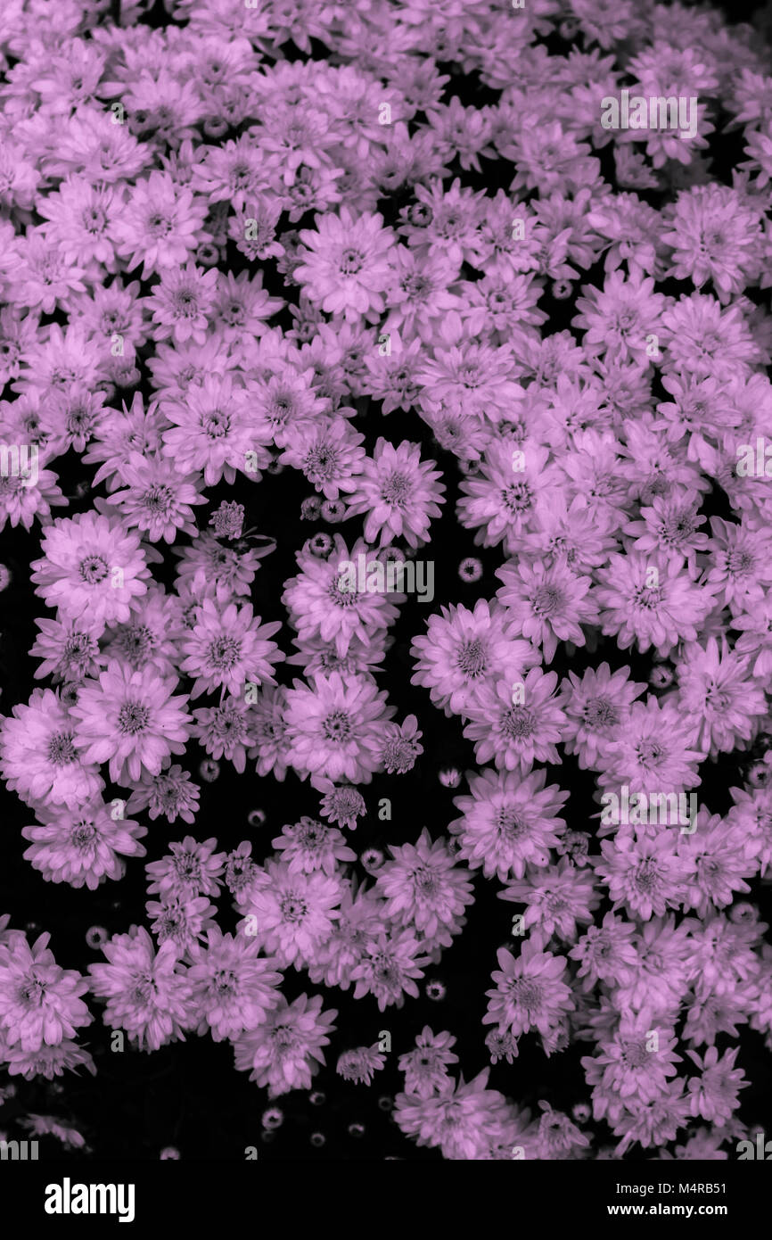 Fleurs violettes en fleur Banque D'Images