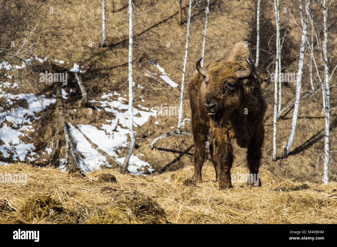 Zubr adultes ou bison d'Europe, Chemalsky District, République de l'Altaï, en Russie. Taille complète. Banque D'Images