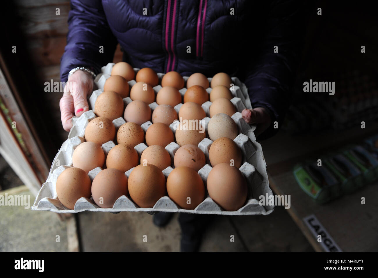 L'honnêteté fort pour les oeufs à AireyHolme ferme, Grande Ayton. Banque D'Images