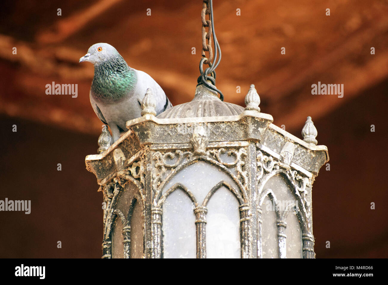 Lampe pigeon assis sur dans palace Banque D'Images Lampe pigeon assis sur dans palace Banque D'Images