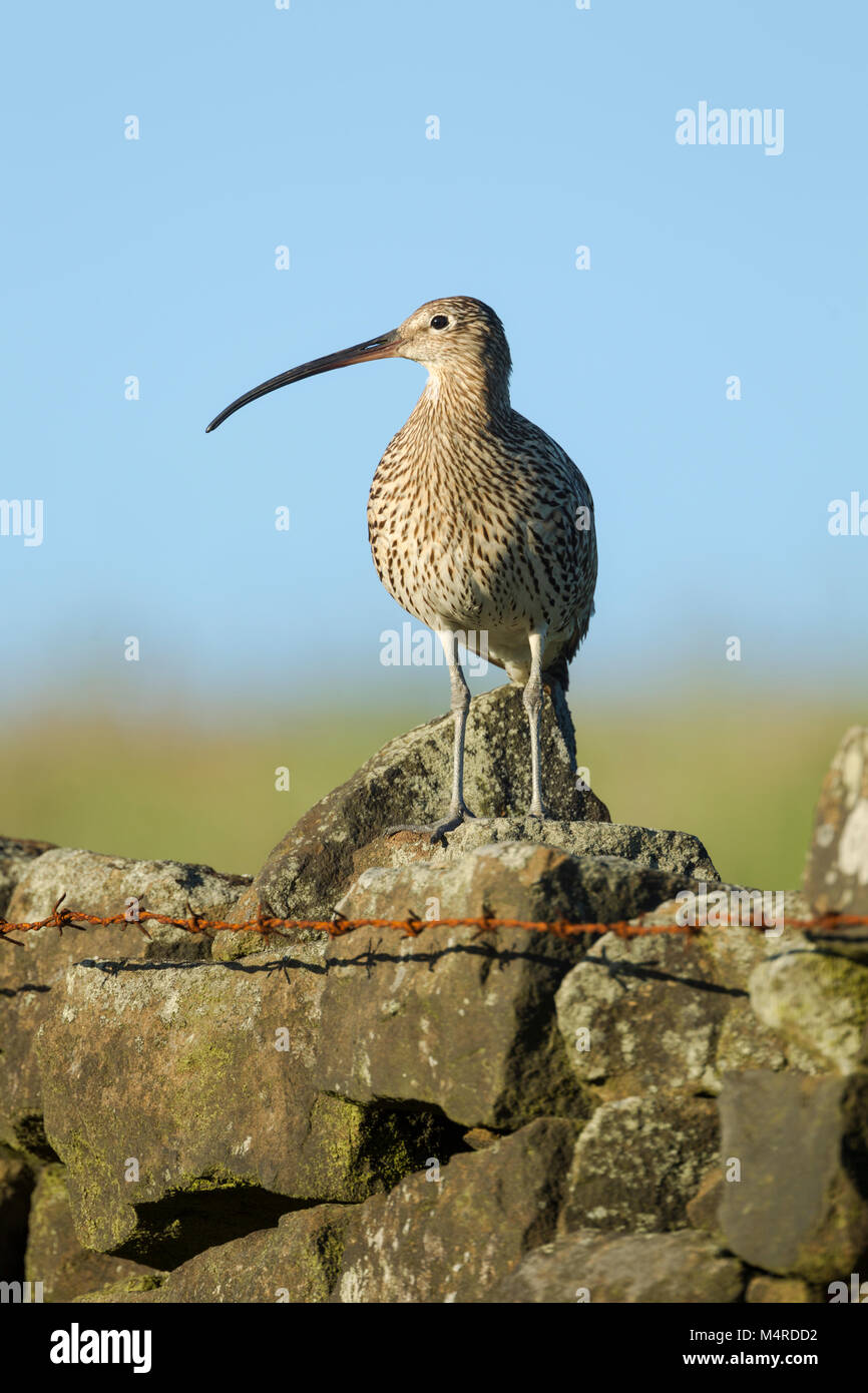 Courlis cendré Numenius arquata, nom latin, debout sur un mur de pierre au bord du champ avec une tête tournée de courbe montrant bill et de plumage Banque D'Images