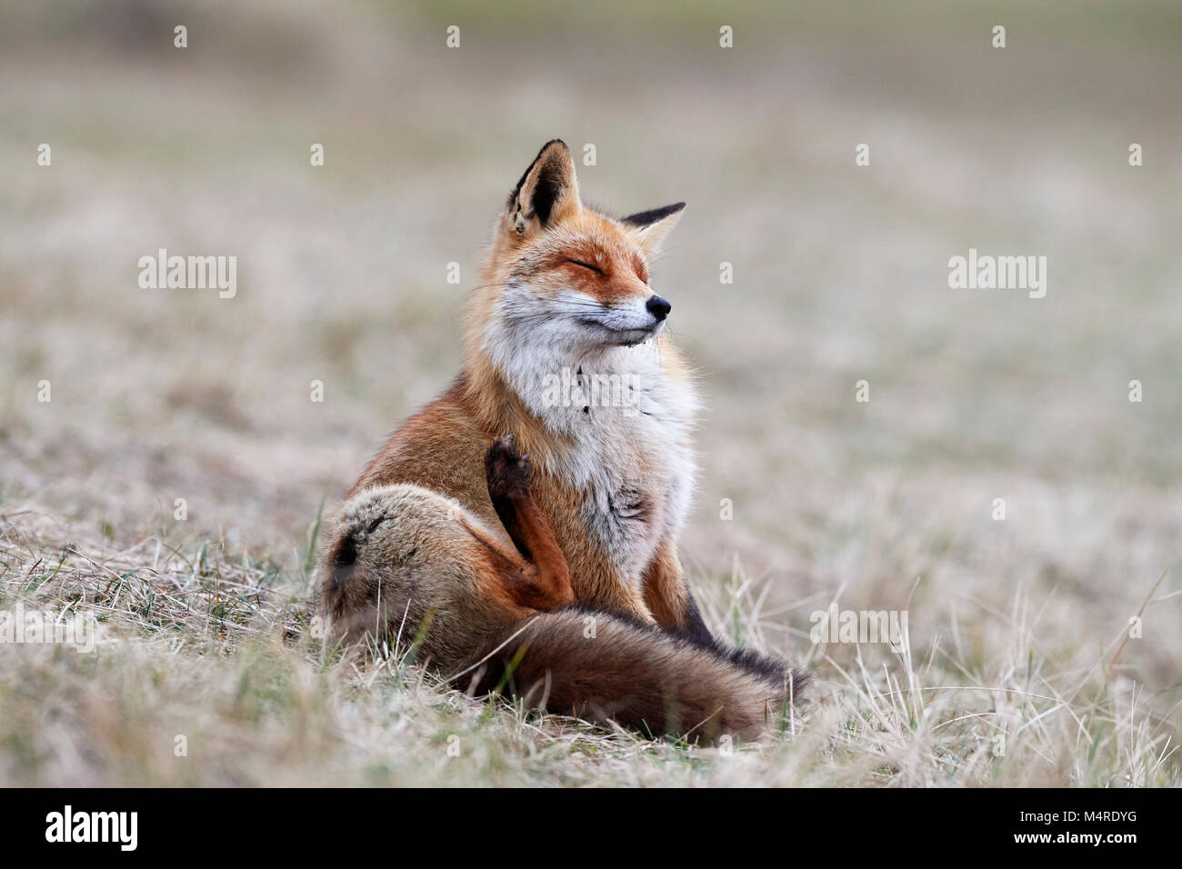 Fox (Vulpes vulpes) Banque D'Images