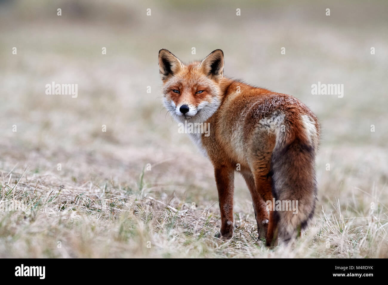 Fox (Vulpes vulpes) Banque D'Images
