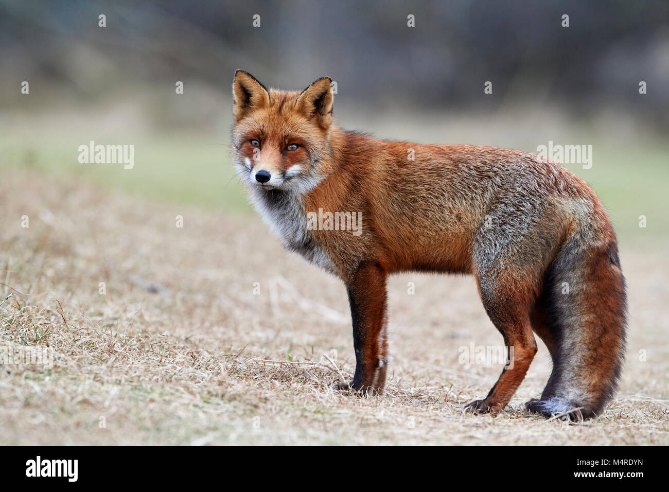 Fox (Vulpes vulpes) Banque D'Images