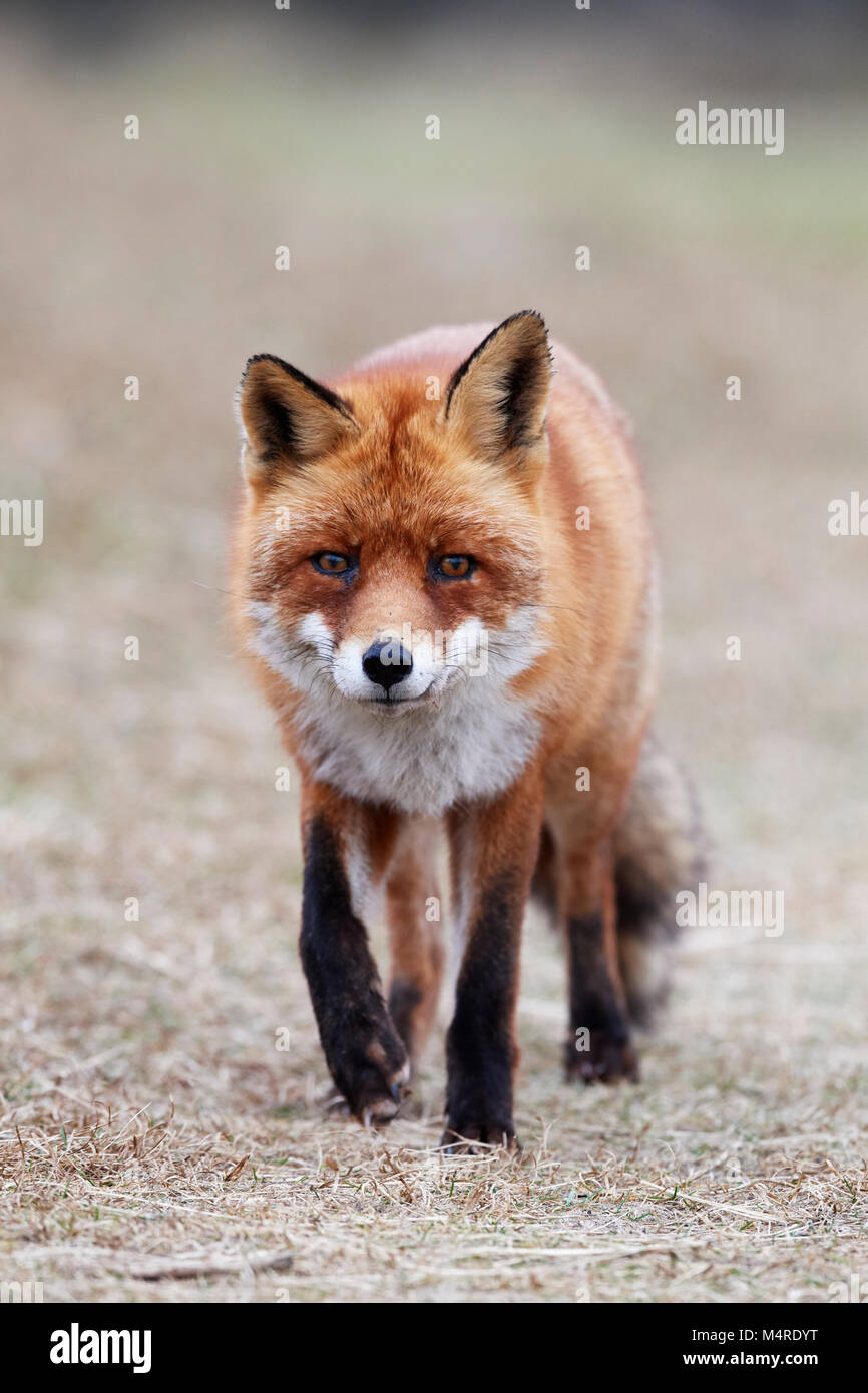 Fox (Vulpes vulpes) Banque D'Images