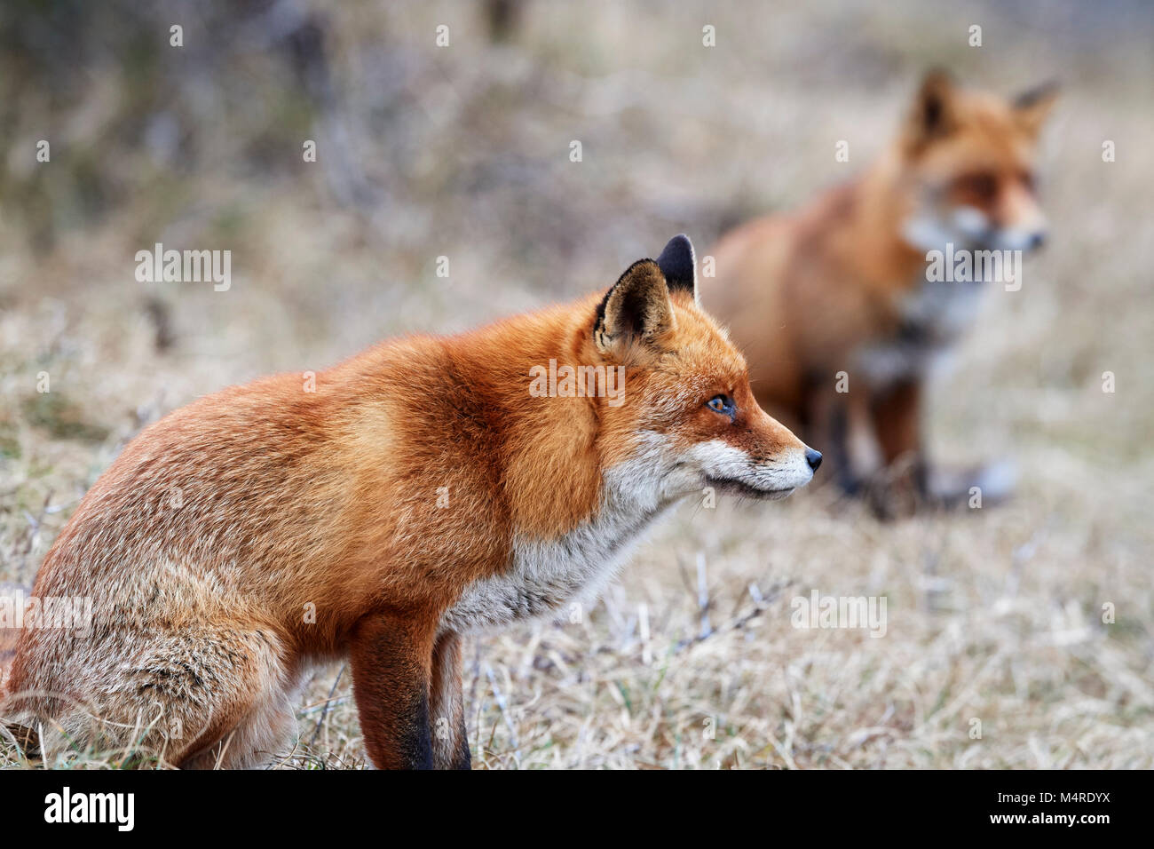 Fox (Vulpes vulpes) Banque D'Images