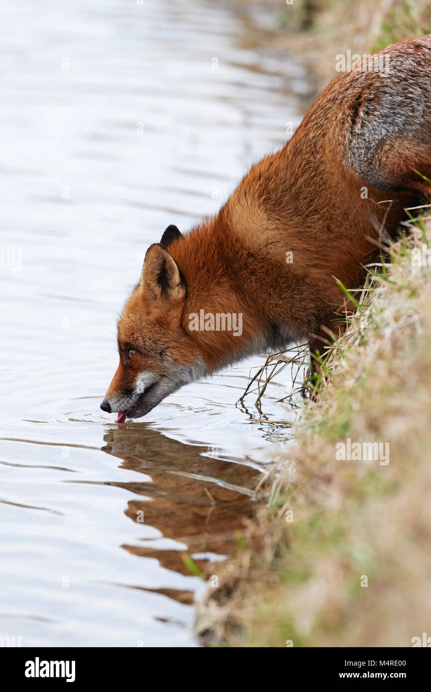 Fox (Vulpes vulpes) Banque D'Images