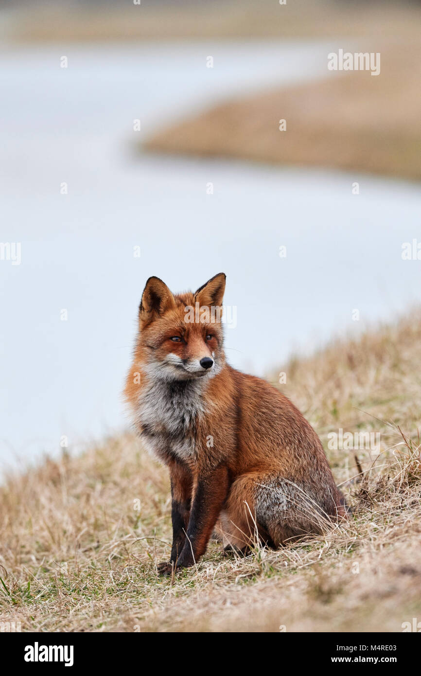 Fox (Vulpes vulpes) Banque D'Images