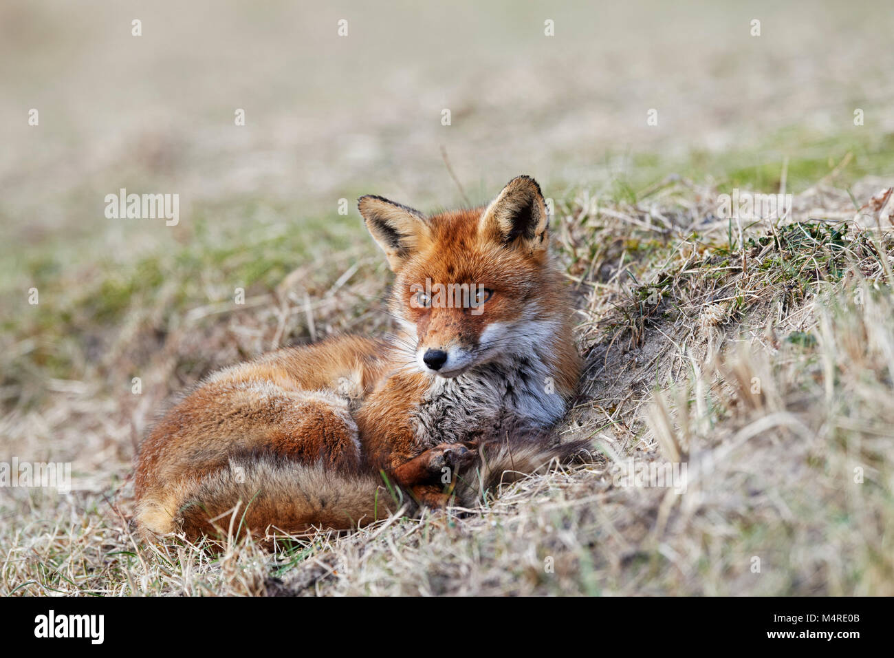 Fox (Vulpes vulpes) Banque D'Images