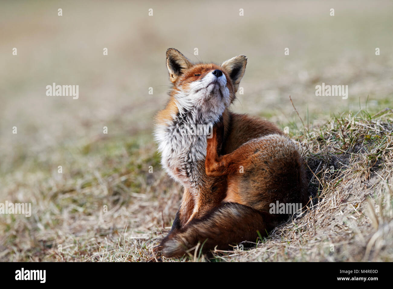 Fox (Vulpes vulpes) Banque D'Images