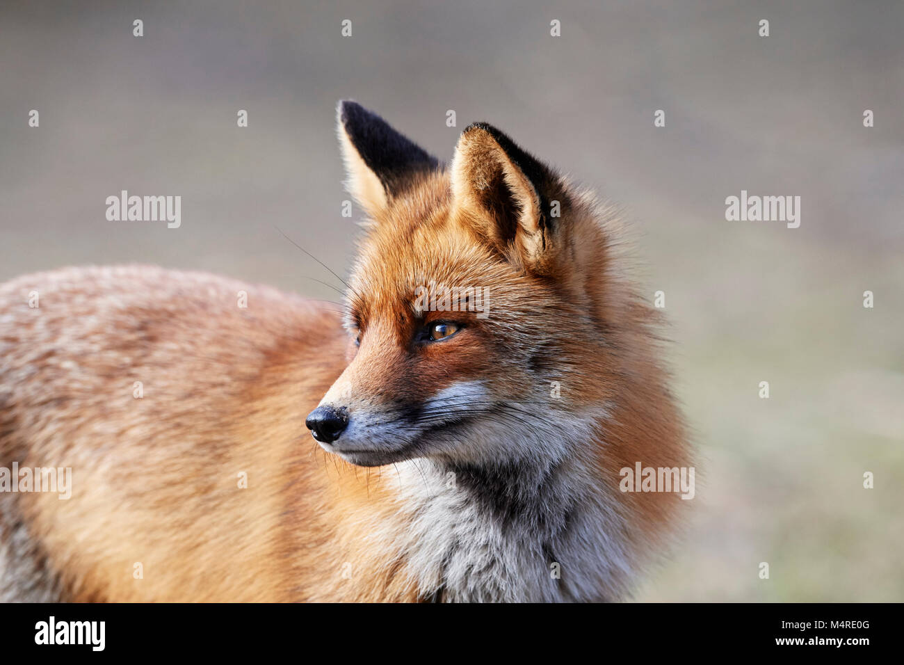 Fox (Vulpes vulpes) Banque D'Images