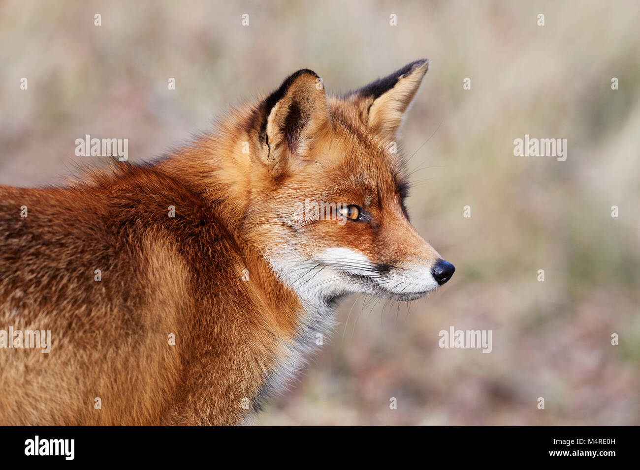 Fox (Vulpes vulpes) Banque D'Images