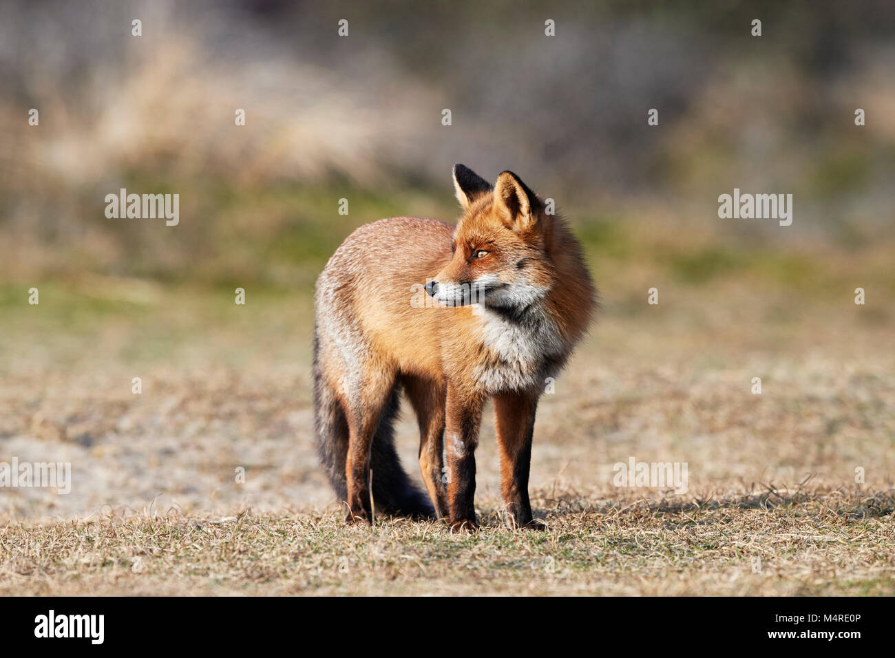 Fox (Vulpes vulpes) Banque D'Images