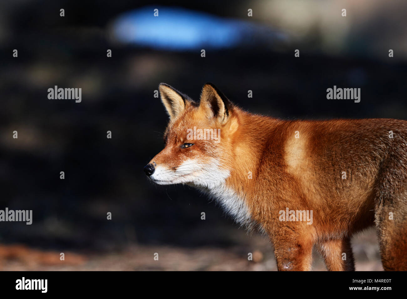 Fox (Vulpes vulpes) Banque D'Images