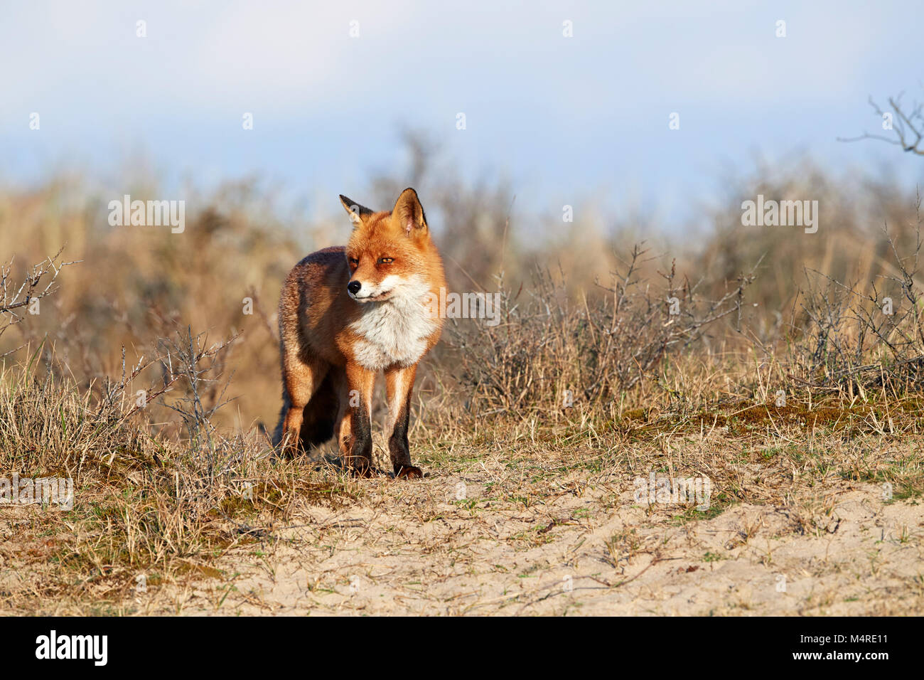 Fox (Vulpes vulpes) Banque D'Images