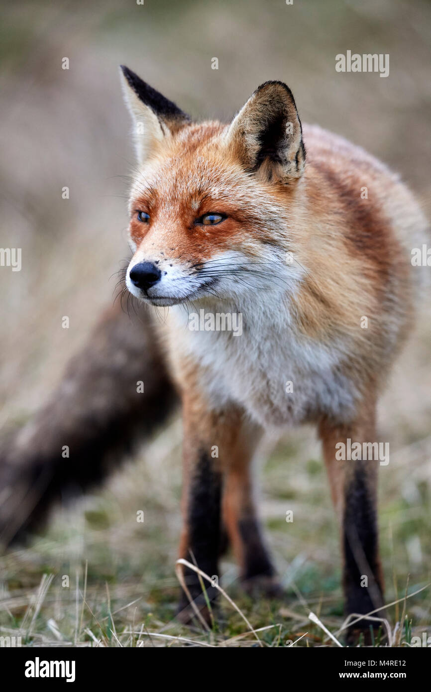 Fox (Vulpes vulpes) Banque D'Images