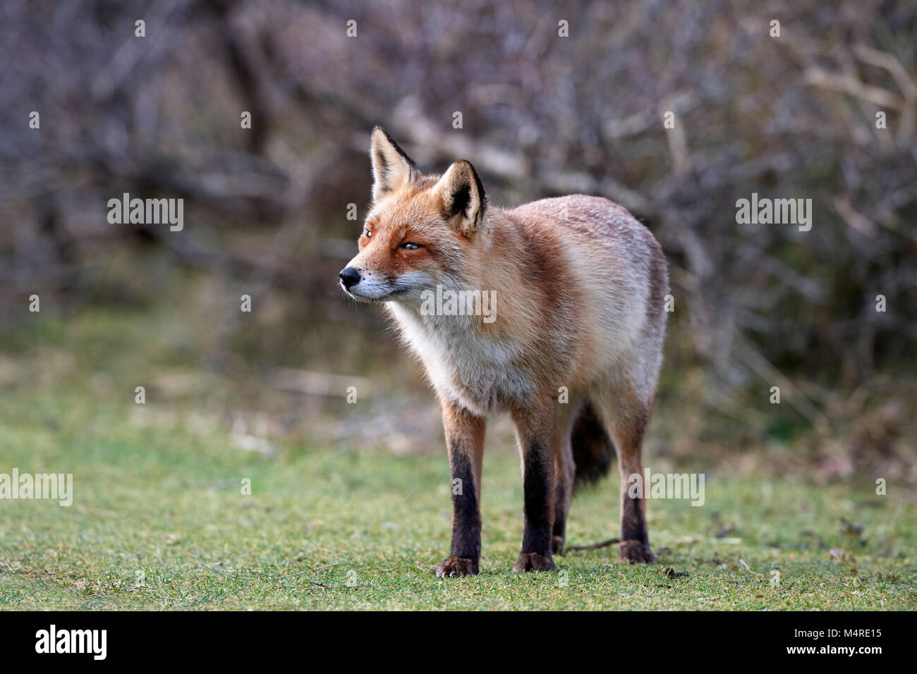 Fox (Vulpes vulpes) Banque D'Images