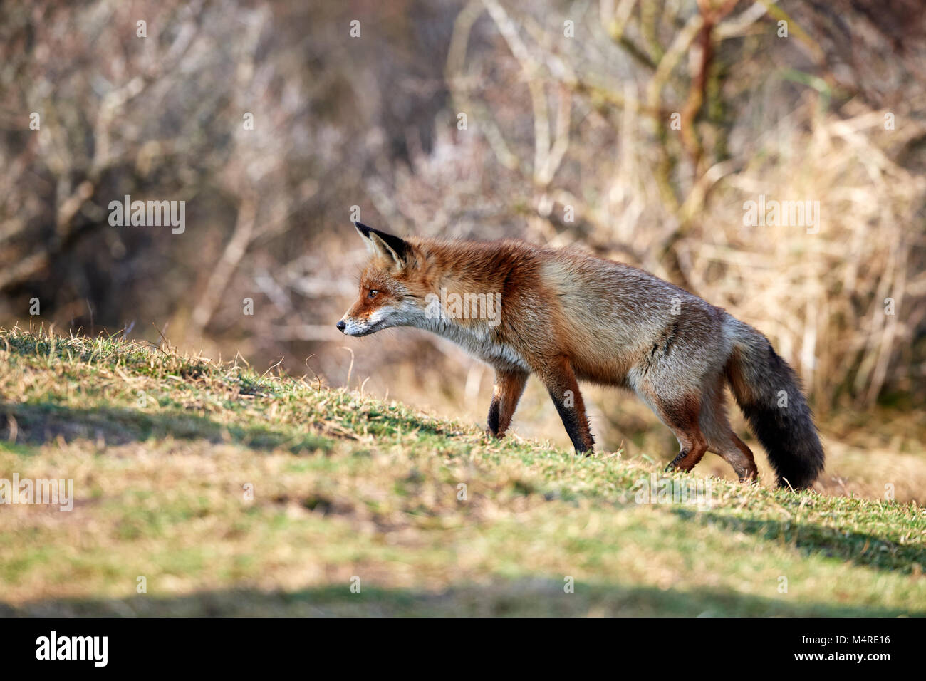 Fox (Vulpes vulpes) Banque D'Images