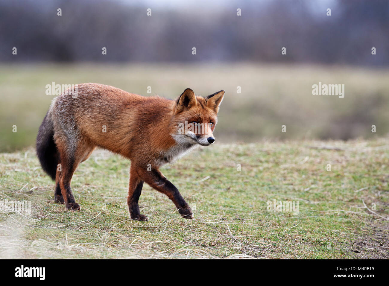 Fox (Vulpes vulpes) Banque D'Images