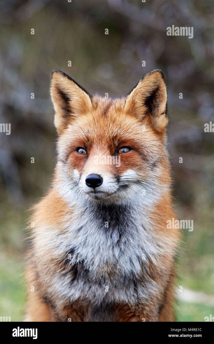 Fox (Vulpes vulpes) Banque D'Images