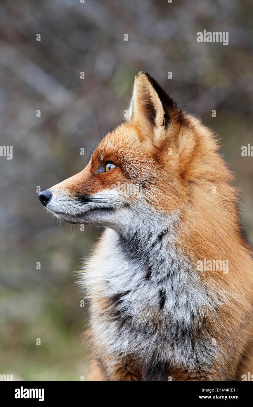 Fox (Vulpes vulpes) Banque D'Images