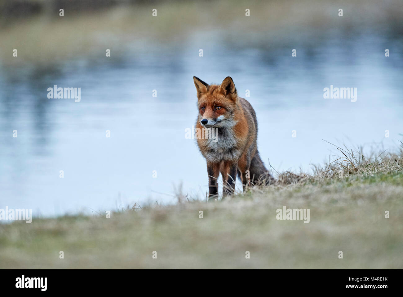 Fox (Vulpes vulpes) Banque D'Images