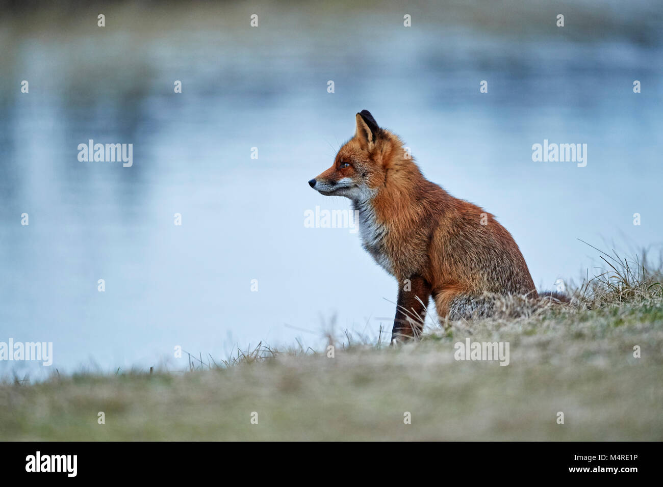Fox (Vulpes vulpes) Banque D'Images