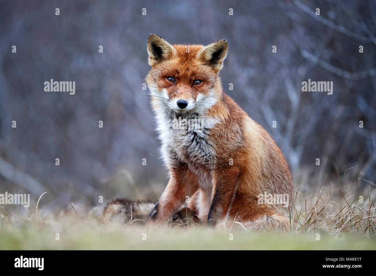 Fox (Vulpes vulpes) Banque D'Images