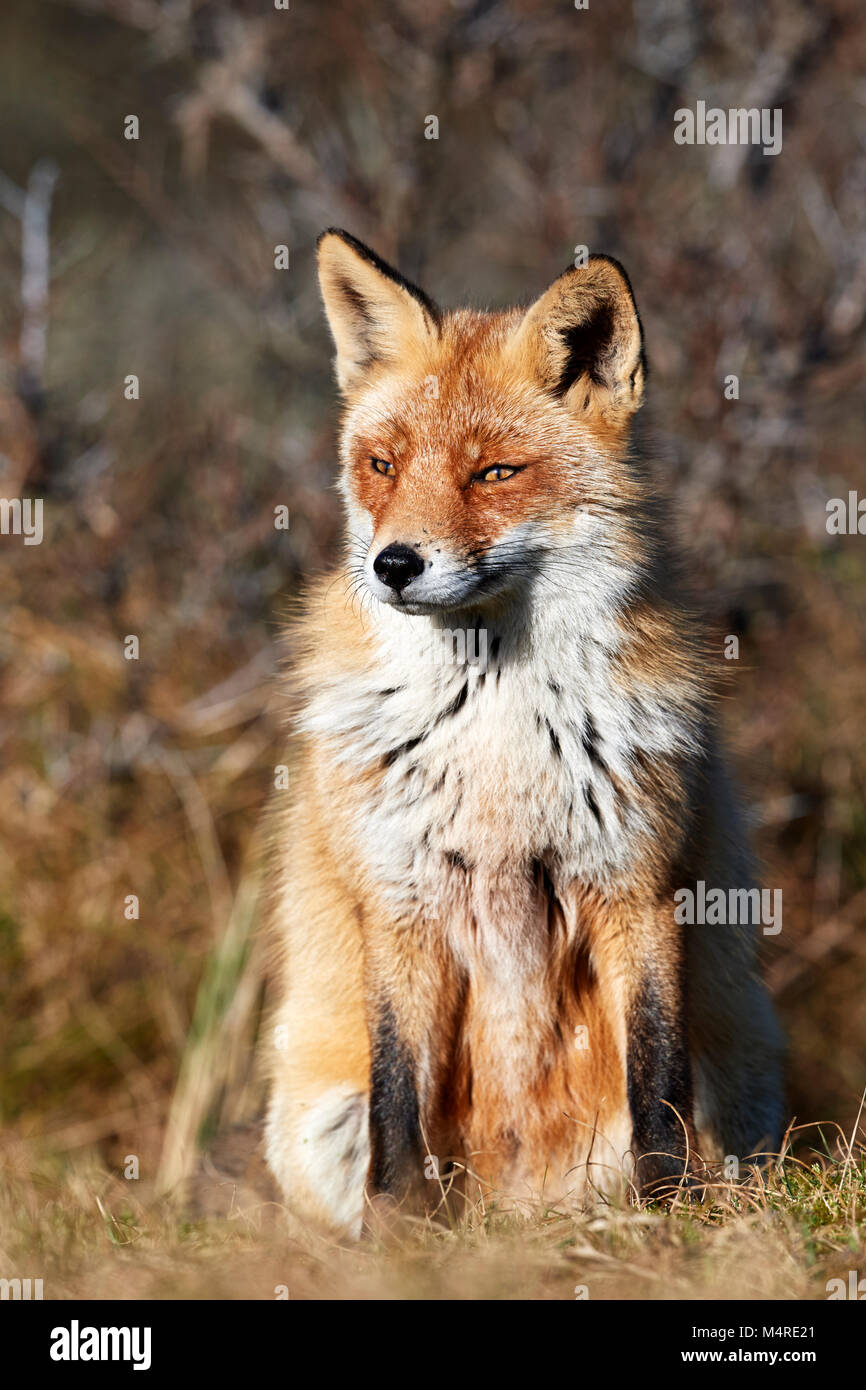 Fox (Vulpes vulpes) Banque D'Images
