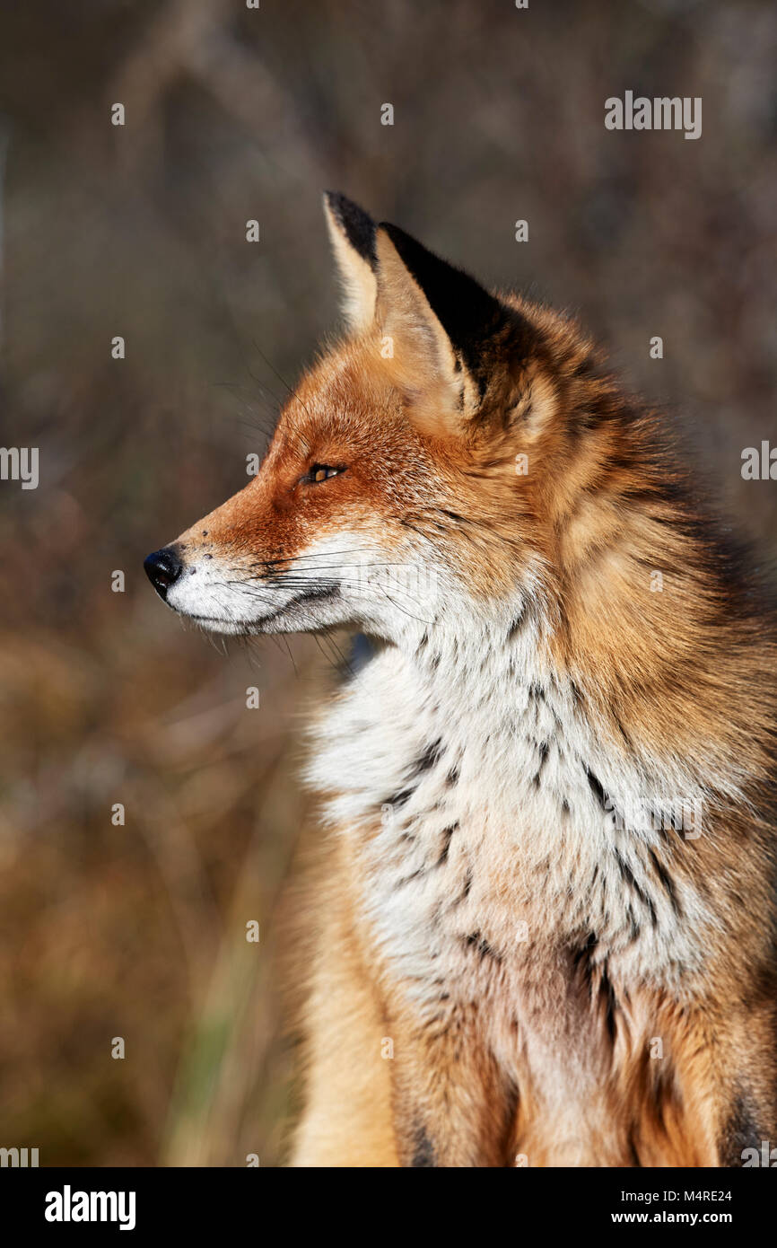 Fox (Vulpes vulpes) Banque D'Images