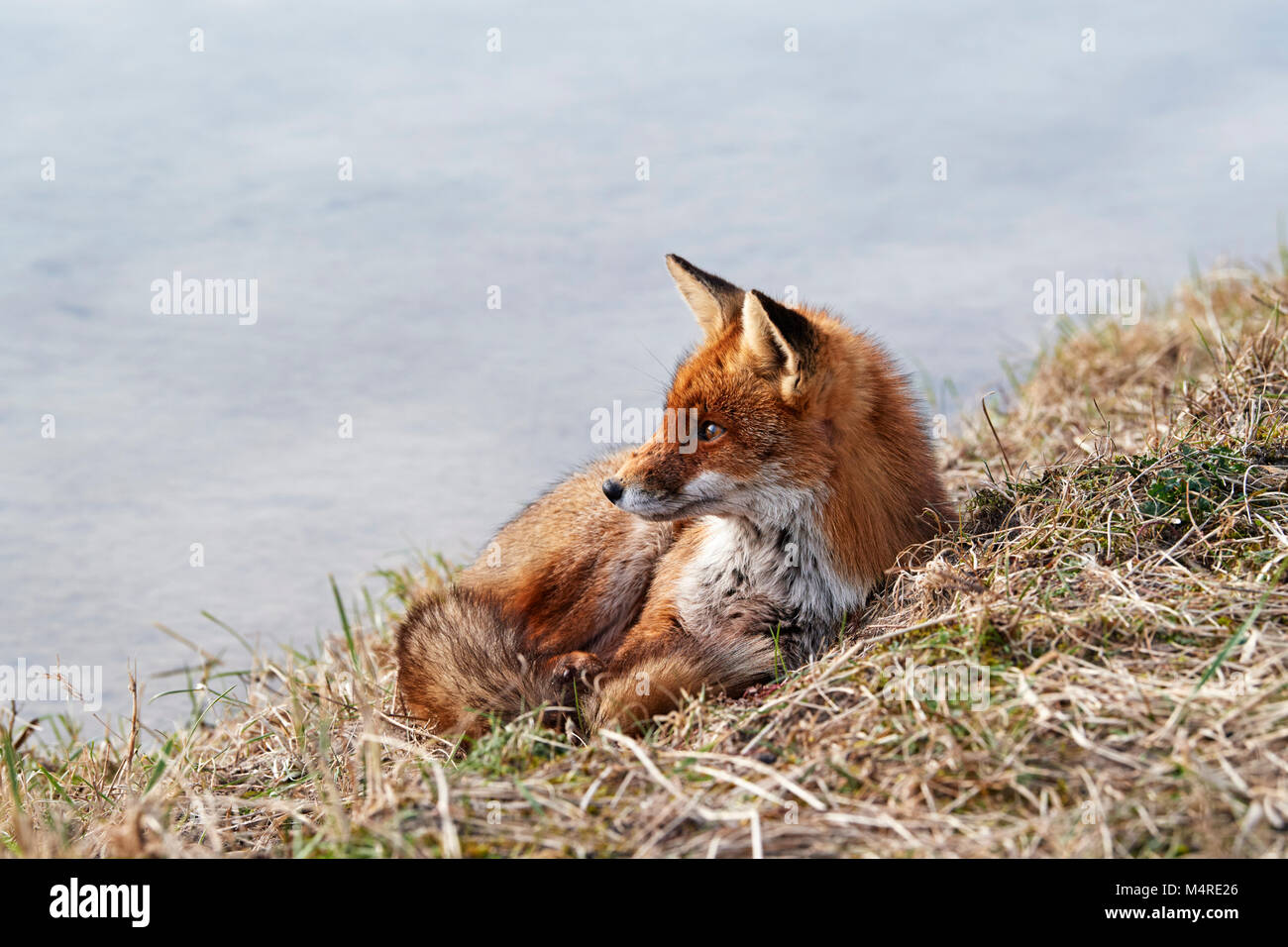 Fox (Vulpes vulpes) Banque D'Images