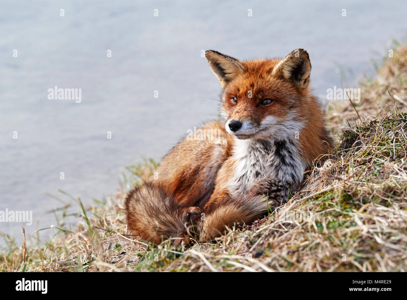 Fox (Vulpes vulpes) Banque D'Images