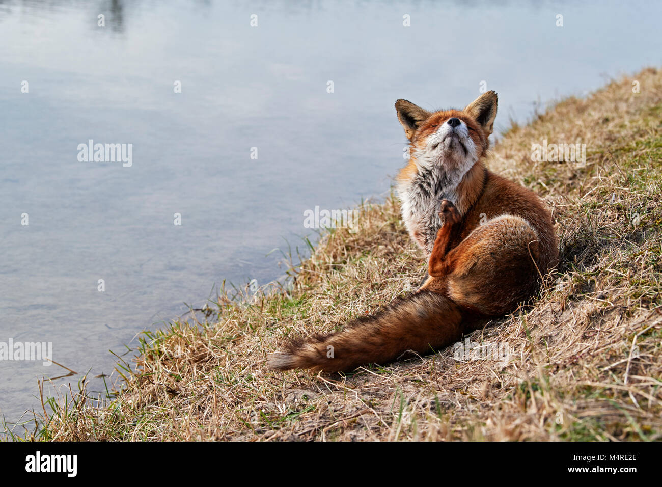 Fox (Vulpes vulpes) Banque D'Images