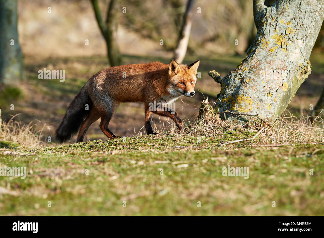 Fox (Vulpes vulpes) Banque D'Images