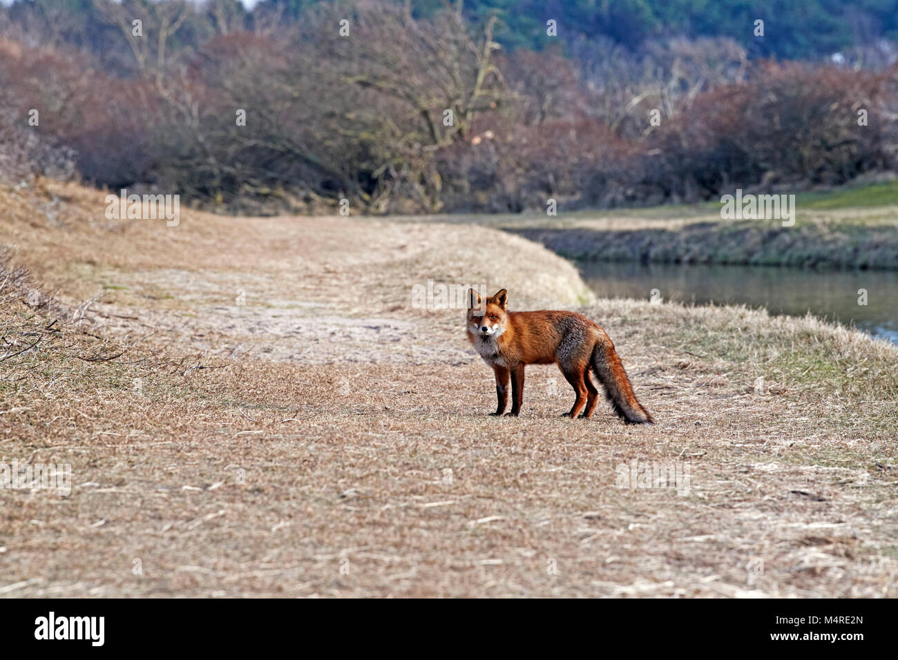 Fox (Vulpes vulpes) Banque D'Images