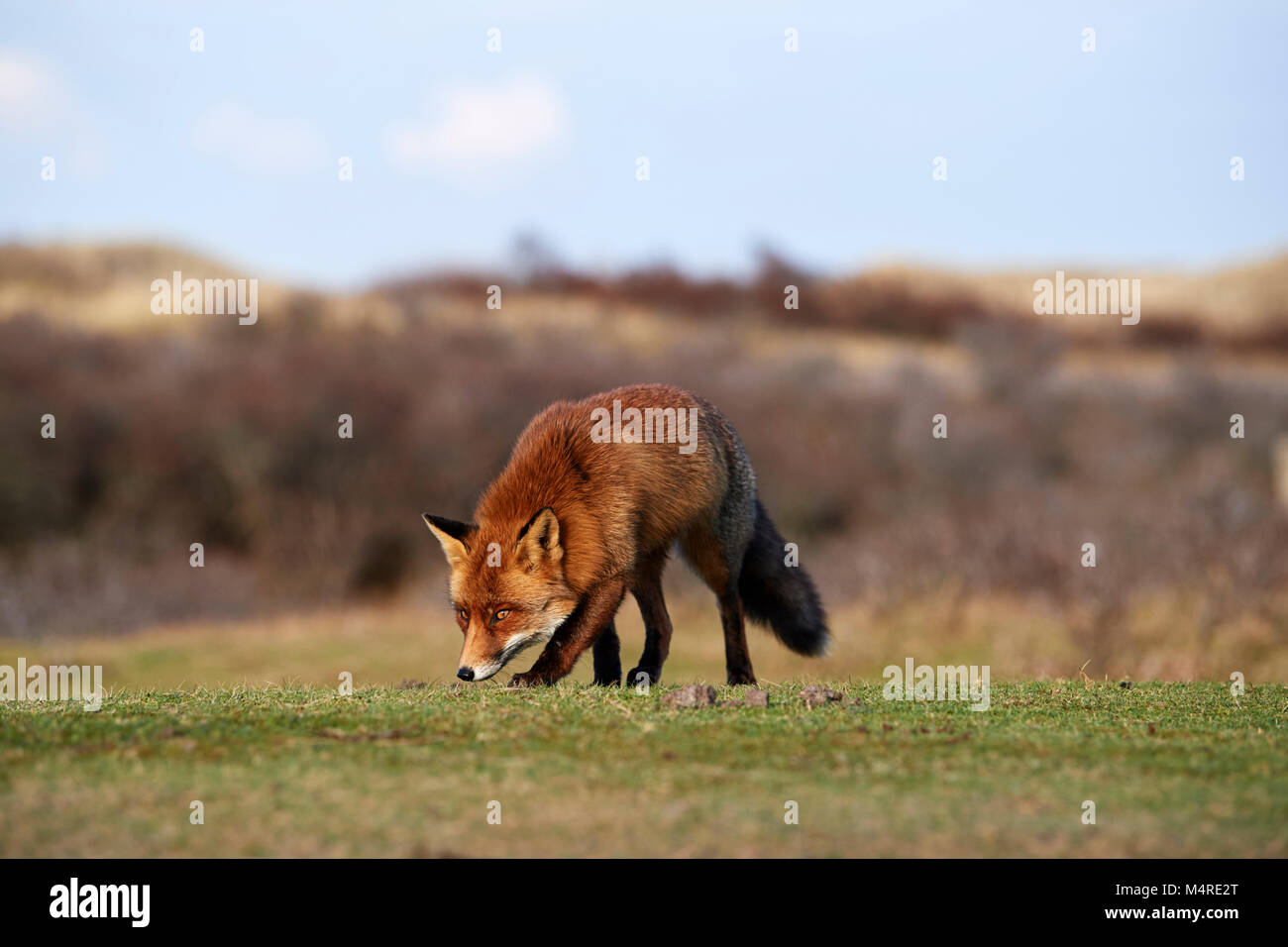 Fox (Vulpes vulpes) Banque D'Images