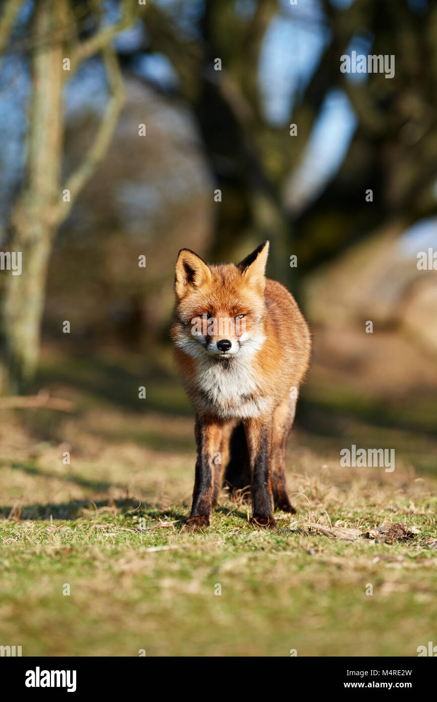 Fox (Vulpes vulpes) Banque D'Images