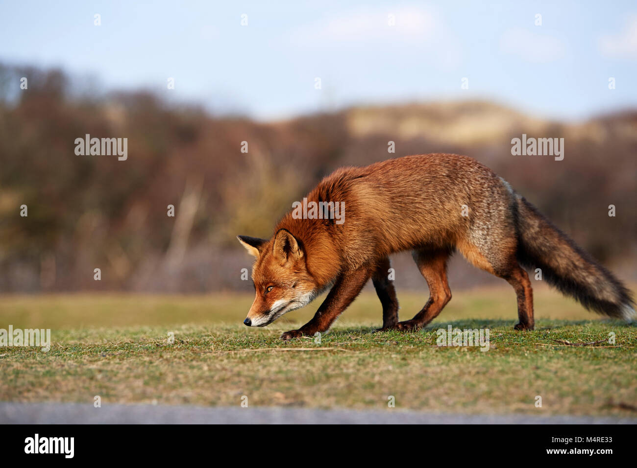 Fox (Vulpes vulpes) Banque D'Images