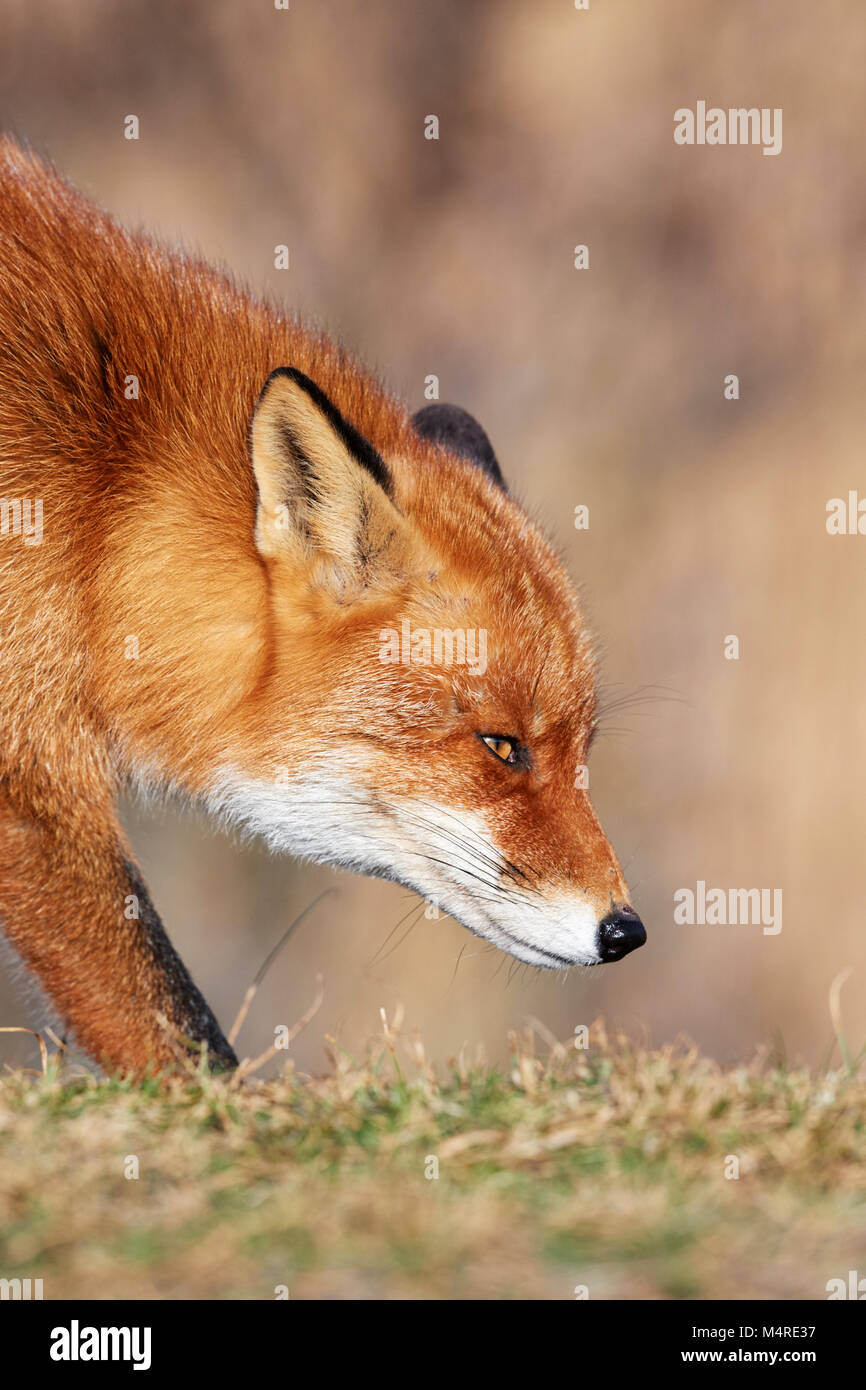 Fox (Vulpes vulpes) Banque D'Images